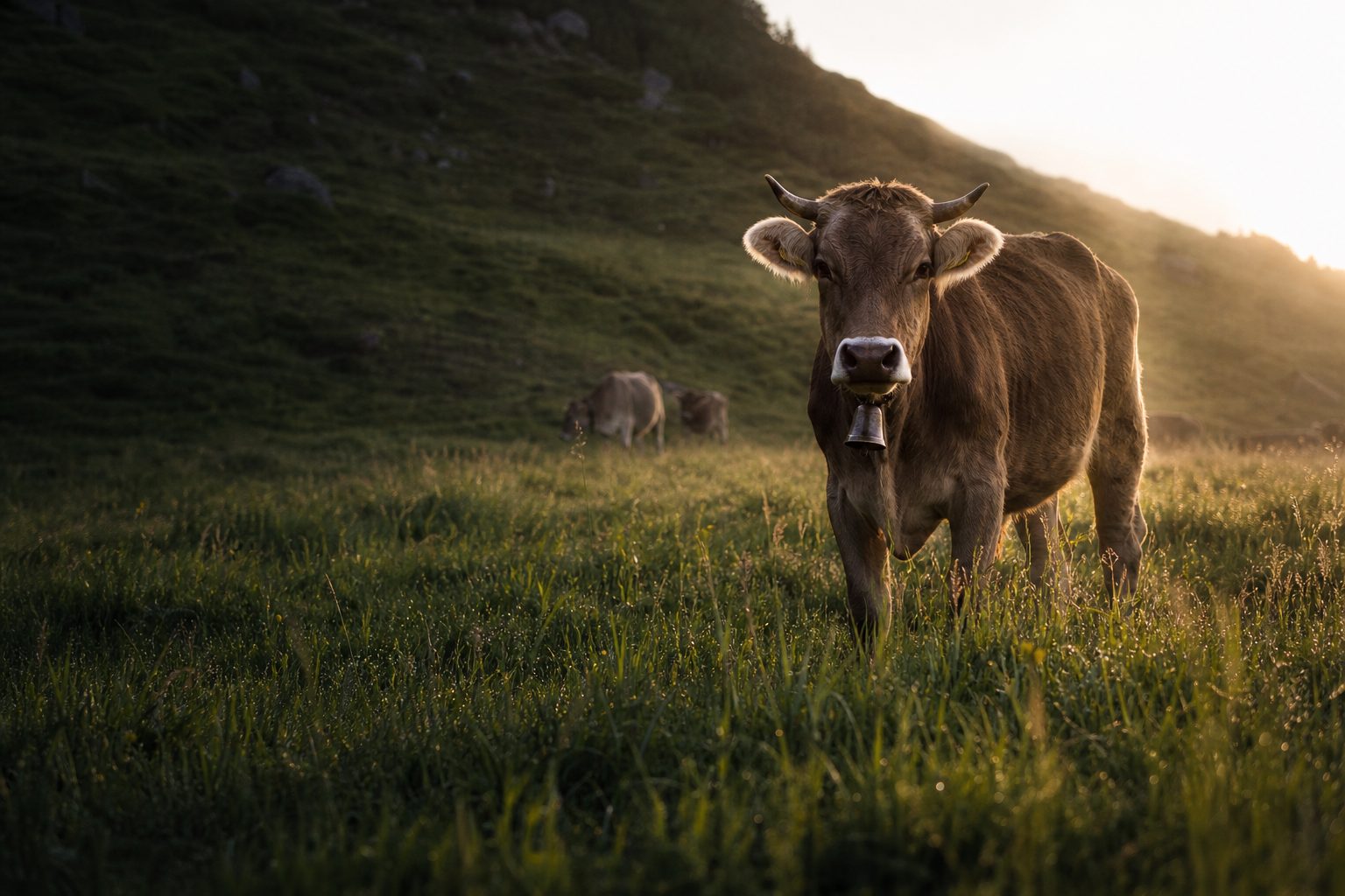 The whey comes from farms we can actually name.